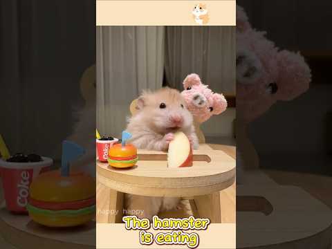 #Fyp #Hamster #Hamsters #Hamstersoftiktok #Thehamsterstation #Pet1
