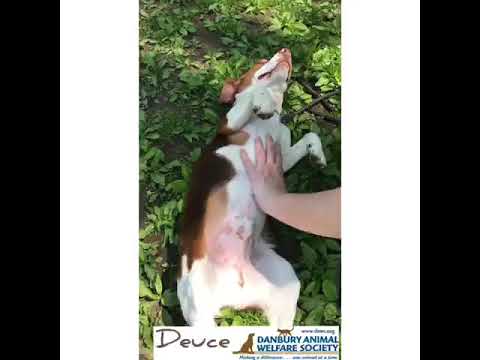 Deuce, an adoptable Beagle Mix in Danbury, CT_image-1