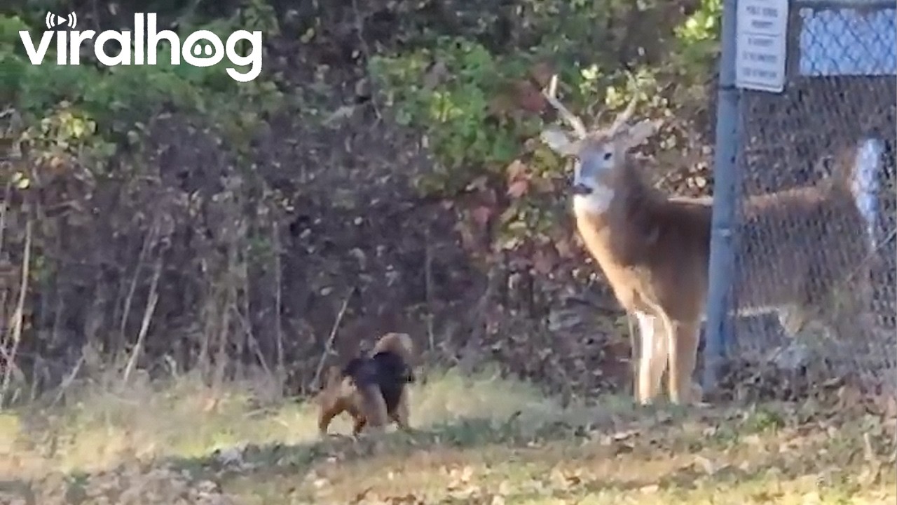 Beagle Has a Stand Off With a Deer || ViralHog