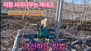이런 사과나무는 캐내고 새로운 신품종으로 갱신하는 것이 좋다