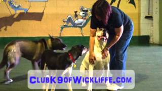 preview picture of video 'Dog Boarding Wickliffe Ohio 44092 Club K9 440 516 0510'