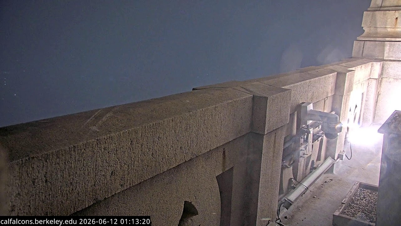 Live webcam view of Peregrine Falcon Nest Cam, Campanile UC Berkeley