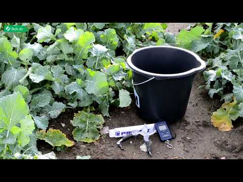 Dünger einsparen mit der Raps-Frischmassemethode!