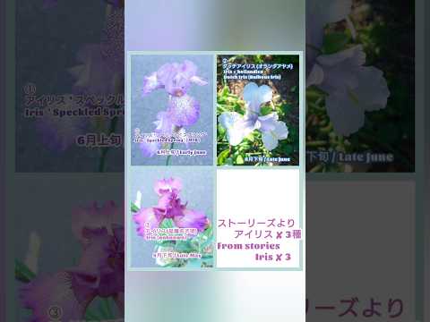 オランダのアイリス 植物