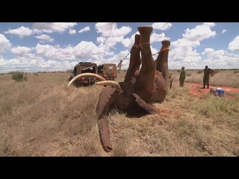 Elephant saved from ivory poachers in Kenya