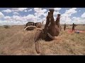 Elephant saved from ivory poachers in Kenya