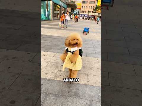 😱🚗 Dov'è sparito mio fratello? 😅