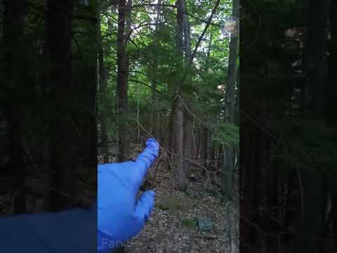 2021.4 Barred owl's all territory calls.