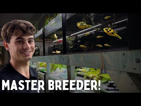 Top 10 Fish to Breed for Profit | Master Breeders Advice