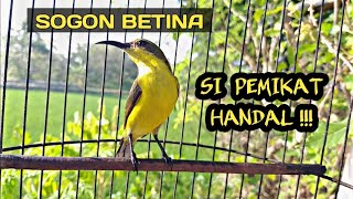 Download lagu THE SOUND OF FEMALE OLIVE-BACKED SUNBIRD CALLING TO STIMULATE YOUNG OLIVE-BACKED SUNBIRD TO SOUND mp3 Download lagu THE SOUND OF FEMALE OLIVE-BACKED SUNBIRD CALLING TO STIMULATE YOUNG OLIVE-BACKED SUNBIRD TO SOUND mp3