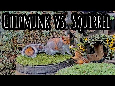 Chipmunk 🐿️ attack 🤺