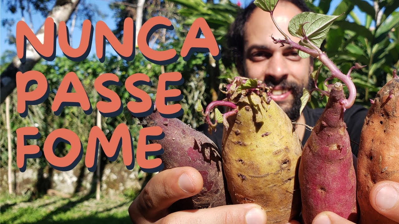 As 7 Melhores Plantas para Ter em Casa em Tempos de Crise
