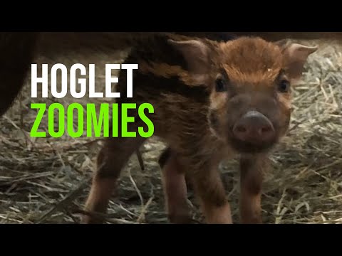 Cheyenne Mountain Zoo Welcomes Watermelon Striped Baby Red River Hog