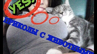 ТОП ПРИКОЛЫ С ЖИВОТНЫМИ 2017
