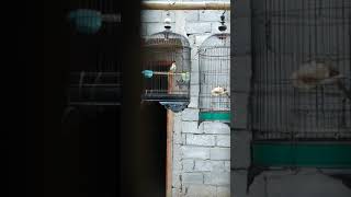 Download lagu suara pikat burung kaso kaso / tepus glagah jamin nyaut dan guacor mp3 Download lagu suara pikat burung kaso kaso / tepus glagah jamin nyaut dan guacor mp3
