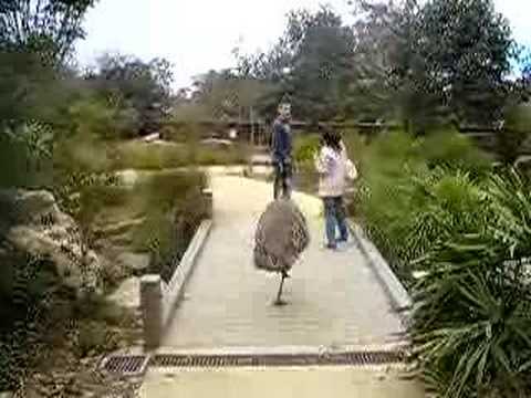 Emu attack!