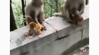 Download lagu Vidio lucuu bahasa jawa ngakak abiss mp3 Download lagu Vidio lucuu bahasa jawa ngakak abiss mp3