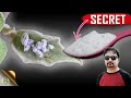 SECRET BAKING SODA HACK The Most Powerful Organic Pesticide Mixture