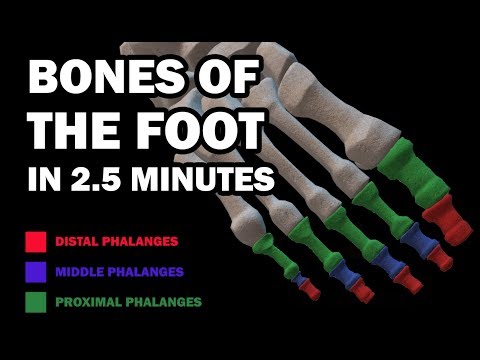 BONES OF THE FOOT