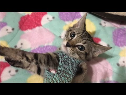 Surgery Recovery - Kitten Full Of Purrs & Sweater Hate - Pectus Excavatum Plus Hope Update