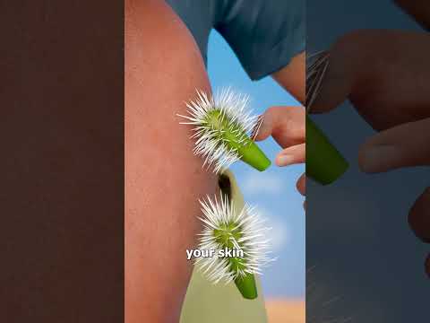 How To Remove Cholla Cactus Spines 🤔🌵