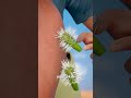 How To Remove Cholla Cactus Spines 🤔🌵
