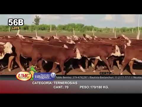 Lote 70 Terneros/as en Mercedes, Corrientes