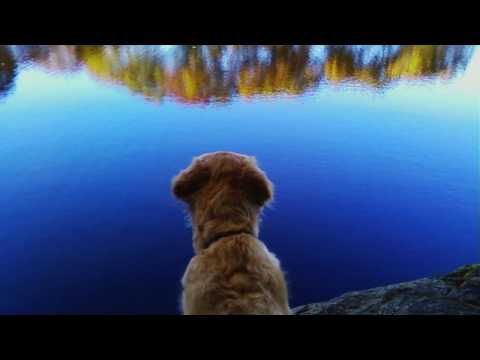 The Sacredness of Place - Cherry Brook Woods, Weston, MA
