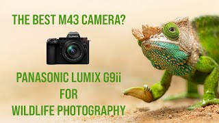 Panasonic Lumix G9ii - Wildlife Photography Review