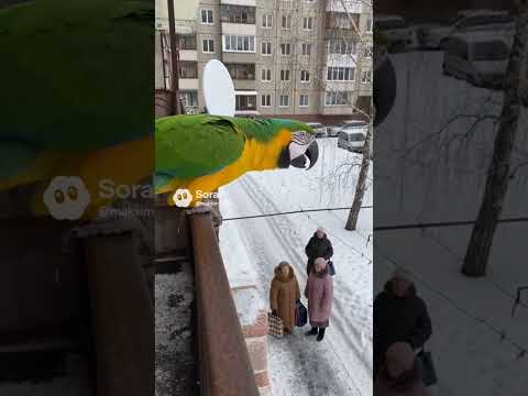 Попугай ругается #sora #ии #funny #угар #юмор #милота #мем #animals #pets #попугай #cute #бабка