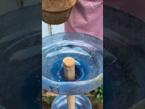 ide menanam sawi di rumah