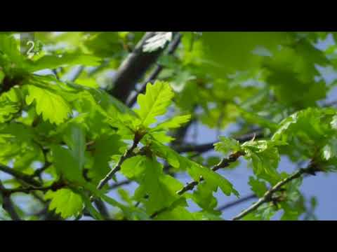 Kvartet Do - Polje kdo bo tebe ljubil