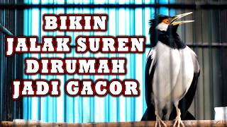 Download lagu JALAK SUREN GACOR BUAT PANCINGAN AGAR GACOR  #jalaksurengacor mp3