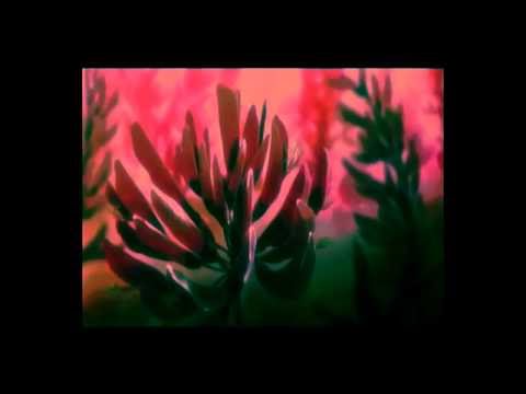 YOUNG KARIEZ X MUGEN - DROGA  (audio)