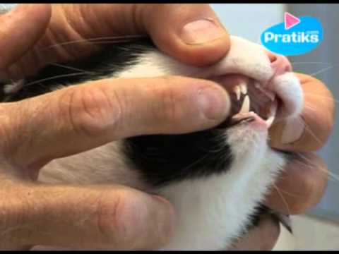 comment retrouver son chien grace a sa puce