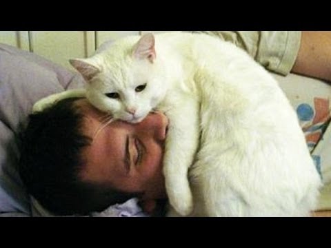Com gatos, quem precisa de despertador?