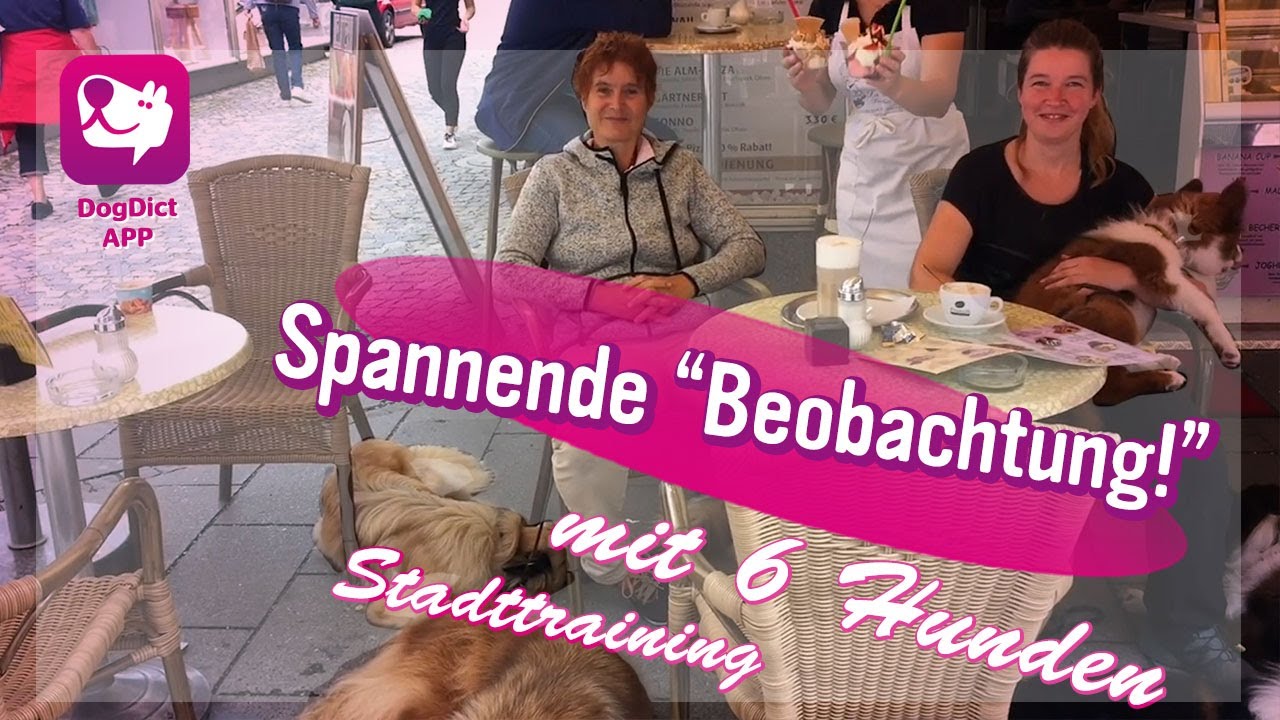 Folge 18: Stadttraining mit 6 Hunden