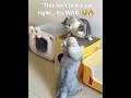 Epic Cat Fight Light Gray Vs Tabby Warrior CatFight GrayCat TabbyCat FunnyCats CatsVsCats
