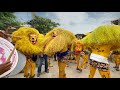 Mallial Pedhapullu PEDDA PULI Dance 2025 Biggest Peddapullu Event Tiger Dance In Huge Crowd