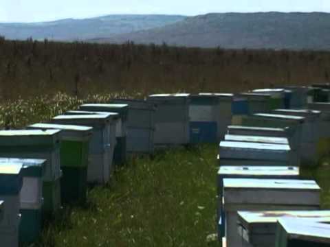 La Izvorul Dorului - Prezentare comuna Prisacani