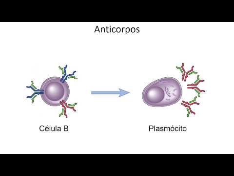 Mini class - Antibodies