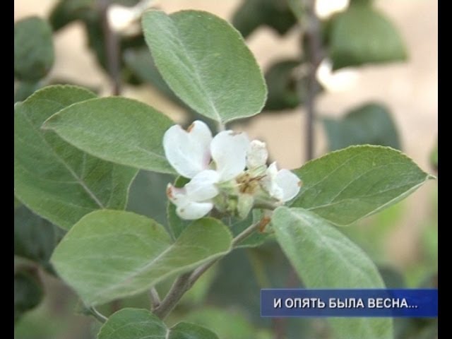 И снова пришла весна.