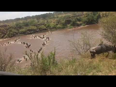 Serengeti Migrations