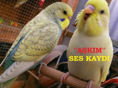 MUHABBET KUŞU KONUŞTURMA ''AŞKIM''SES KAYDI EGZERSİZİ