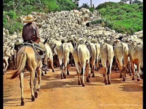 ivan diniz berrante da mata assombrada