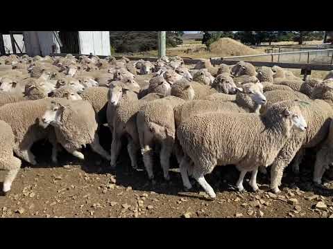 150 CORRIEDALE EWES