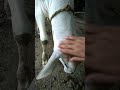 Cow Massage