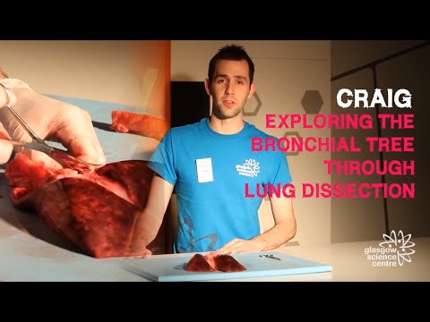 Exploring the bronchial tree | Lung dissection