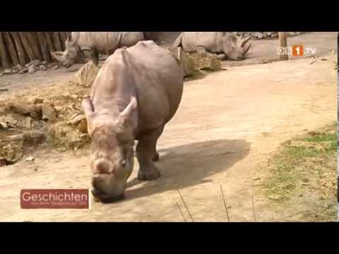 Geschichten aus dem Osnabrücker Zoo -- Die Nashörner