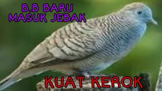 Download lagu MERBOK PIKAT.BB DERAK ANGSA mp3 Download lagu MERBOK PIKAT.BB DERAK ANGSA mp3